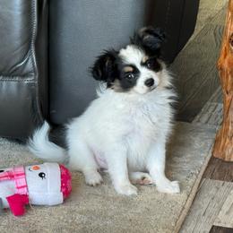 Laken's Tri colored girl - White black and tan female Papillon puppy in Shirley, Arkansas from Lucky Pups