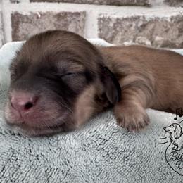 Girl 2 - Cream female Dachshund puppy in Pulaski, Tennessee from Billboard Doxies