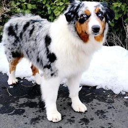 Australian Shepherd puppies from Naches Heights Ranch