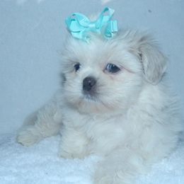 Shih Tzus from Shedd's Shih Tzus