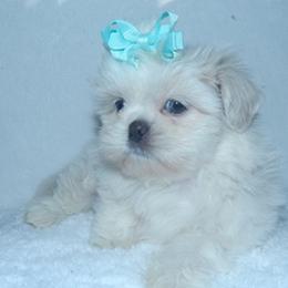 Shih Tzus from Shedd's Shih Tzus