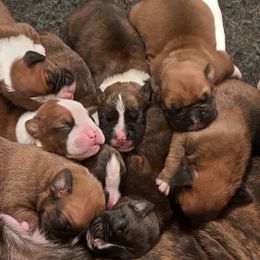 "Beautiful babies " Boxer Puppies from Hope's Beautiful Boxers