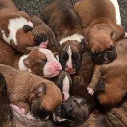 "Beautiful babies " Boxer Puppies from Hope's Beautiful Boxers