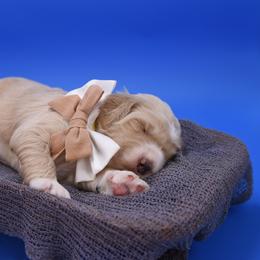 Jasper brown collar - Cream male Goldendoodle puppy in Lexington, North Carolina from Deborah’s Doodles