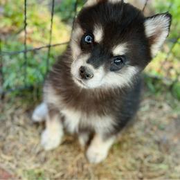 Clover - Black male Pomsky puppy in Conway, Arkansas from Prancing Pomskies