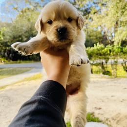 Golden Retriever Puppies from All shades Golden