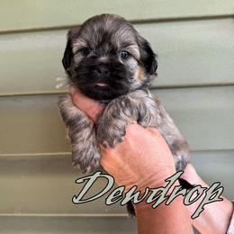Dewdrop - Brindle male Shih Tzu puppy in Joplin, Missouri from Loyal Tzu's