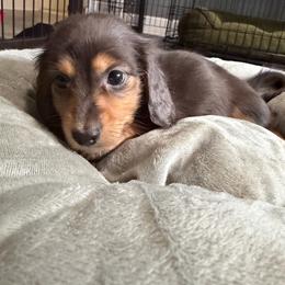 Arthur - Black and tan male Dachshund puppy in Tampa, Florida from EntityDachs