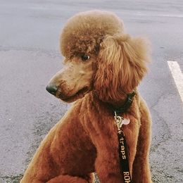 Poodles from Raspberry Woods Standard Poodles