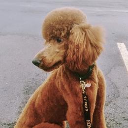 Poodles from Raspberry Woods Standard Poodles