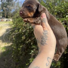 Mocha - Chocolate and tan female Dachshund puppy in Riverside, California from Keeping it mini kennels