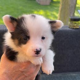 Boy 3 - Black and tan male Pembroke Welsh Corgi puppy in Nevada, Iowa from Rogers AKC Corgis of Iowa.