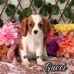 Gucci - Blenheim female Cavalier King Charles Spaniel puppy in Hollywood, Florida from World Class Cavaliers