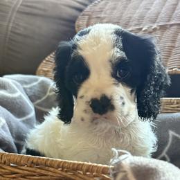 Bobby - Black and white male Cocker Spaniel puppy in Mico, Texas from Stonegate Cocker Spaniels