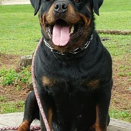 Rottweilers from DK's Rottweilers