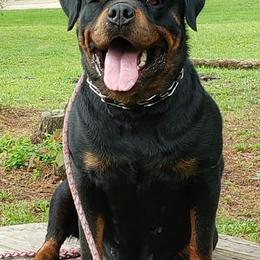 Rottweilers from DK's Rottweilers