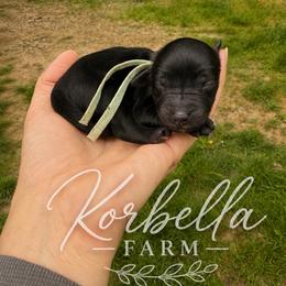 Taco - Black and white male Aussiedoodle puppy in Mulino, Oregon from Korbella Farm