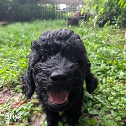 Onyx - Black male Cockapoo puppy in Sunset, Louisiana from Cano Cockapoos
