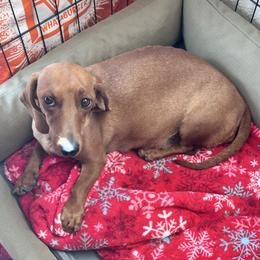 Peach - Dachshund