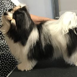 Havanese Puppies from Sunsation Havanese
