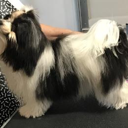 Havanese Puppies from Sunsation Havanese