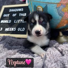 Neptune - Black tan and white female Siberian Husky puppy in Lagro, Indiana from Siberian Huskies-Beckham the Great
