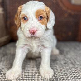 Pongo - Caramel male Australian Labradoodle puppy in Decatur, Alabama from Southern Meadows Doodles
