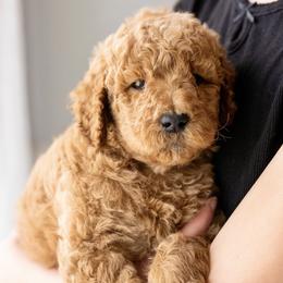 Paprika - Red  male Poodle puppy in Grimsley, Tennessee from Above Standard Poodles