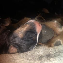 Bernese Mountain Dog Puppies from Berners of New Mexico