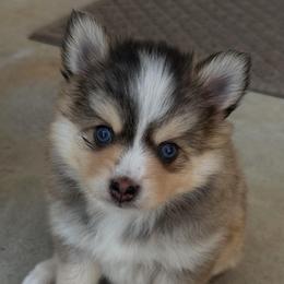 Axel - Tri-color male Pomsky puppy in Piedmont, South Carolina from Carolina Pomskies LLC