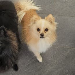Pomeranians from Pogo's Pomeranians