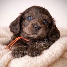 Knight Express AKC - Chocolate male Dachshund puppy in Crandall, Texas from The Weenie Hut LLC