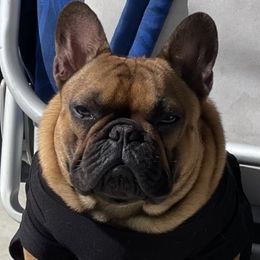 Hammy - French Bulldog