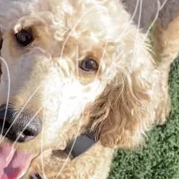 Bernedoodles, Goldendoodles, and Poodles from ScoobyScoobz Doodles