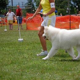 Samoyed All Grown Up from Cirque D' Samz