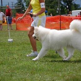 Samoyed All Grown Up from Cirque D' Samz