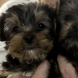 Yorkshire Terriers from Corbin’s Yorkies