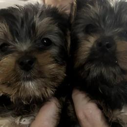 Yorkshire Terriers from Corbin’s Yorkies