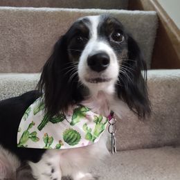 Luna - Dachshund