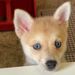 Girl 3 - Merle Pomsky puppy in Philippi, West Virginia from Icelandic Thunder
