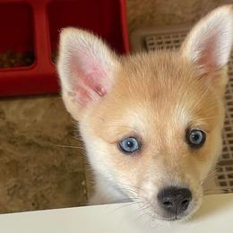 Girl 3 - Merle Pomsky puppy in Philippi, West Virginia from Icelandic Thunder