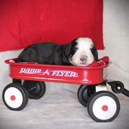 Red Girl - Black rust and white female Bernese Mountain Dog puppy in Bayard, Nebraska from Colson Kennels