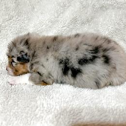 Eleven - Blue merle female Australian Shepherd puppy in Saint Maries, Idaho from North Idaho Aussies