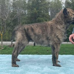 Dutch Shepherd Puppies from Mill Iron Dutch Shepherds