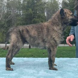 Dutch Shepherd Puppies from Mill Iron Dutch Shepherds