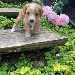 Miki - Cream female Poodle puppy in Narvon, Pennsylvania from Corgi Companions (license number 18998)