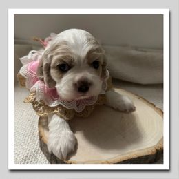 Lainey - Buff and white female Cocker Spaniel puppy in Texarkana, Texas from K&M Cocker Spaniels