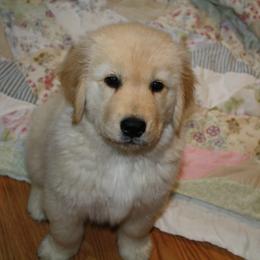 Golden Retrievers from Darby Hill Goldens