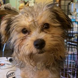 Shihpoo and Shih Tzu All Grown Up from Oodles of Poodles & Doodles