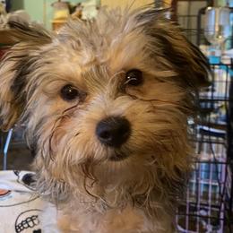 Shihpoo and Shih Tzu All Grown Up from Oodles of Poodles & Doodles